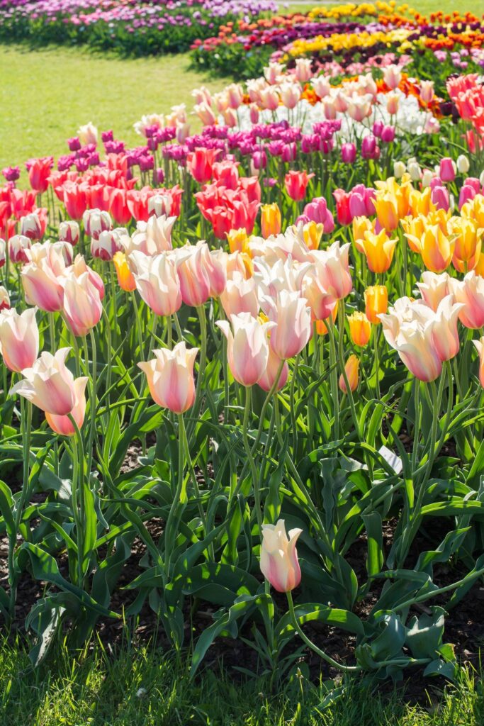 Výstava tulipánů