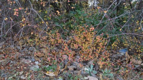 cotoneaster900